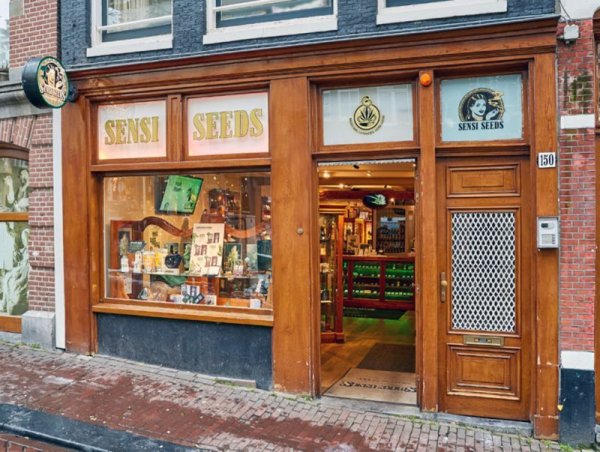 画像8: SENSI SEEDS センシシード センシシーズ Tシャツ GREY (8)