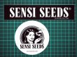 画像2: SENSI SEEDS センシシード センシシーズ ステッカー 2枚セット A (2)