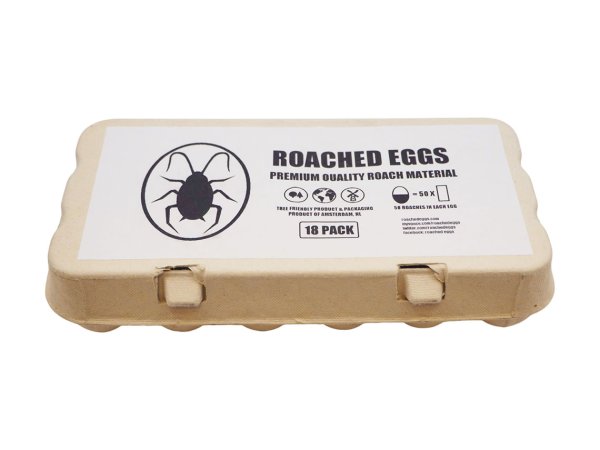 画像5: COCK ROACH EGG コックローチ エッグ フィルター ティップス ローチ (5)